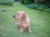 Basset Fauve de Bretagne fokker