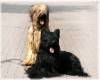 Briard fokker