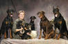 Dobermann fokker