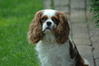Cavalier King Charles Spaniel fokker