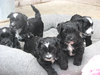 Tibetaanse Terrier fokker