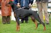 Dobermann fokker