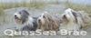 Bearded Collie fokker