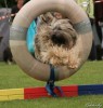 Tibetaanse Terrier fokker