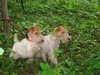 Foxterrier, draadhaar fokker