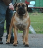 Boerboel fokker