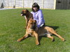 Bullmastiff fokker