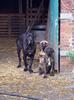 Fila Brasileiro fokker