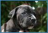 Cane Corso Italiano fokker
