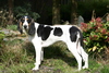 Berner Laufhund fokker