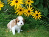 Cavalier King Charles Spaniel fokker