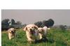 Clumber Spaniel fokker