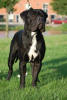 Cane Corso Italiano fokker