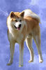 Akita Inu fokker