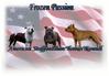 American Staffordshire Terrier fokker