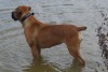 Boerboel fokker