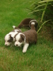 Border Collie fokker