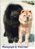 Chow chow fokker