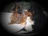 Berner Sennenhond fokker