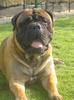 Bullmastiff fokker
