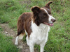 Border Collie fokker