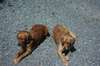Golden Retriever fokker