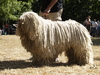 Komondor fokker