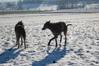 Deerhound fokker