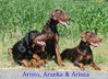 Dobermann fokker
