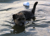 Border Terrier fokker