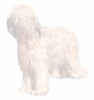 Briard fokker