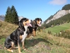 Grote Zwitserse Sennenhond fokker