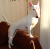 Bull Terrier fokker