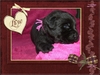 Labrador fokker