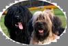 Briard fokker
