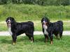 Berner Sennenhond fokker