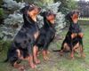Duitse Pinscher fokker