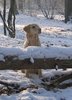 Golden Retriever fokker