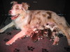 Australian Shepherd fokker