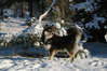 Finse Lappenhond fokker