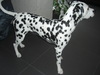 Dalmatische hond fokker