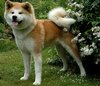Akita Inu fokker