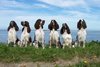 Duitse Staande Hond, Langhaar fokker