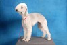 Bedlington Terrier fokker