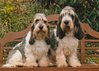 Grands Bassets Griffons Vendéens fokker