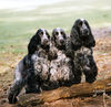 Engelse Cocker Spaniel fokker