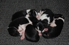 Border Collie fokker