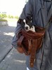 American Staffordshire Terrier fokker