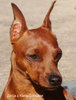 Dwergpinscher fokker