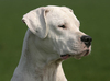 Dogo Argentino fokker